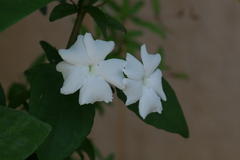 Thunbergia fragrans var. fragrans
